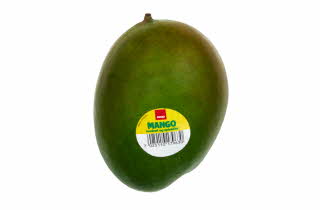 En stor spisemoden mango.