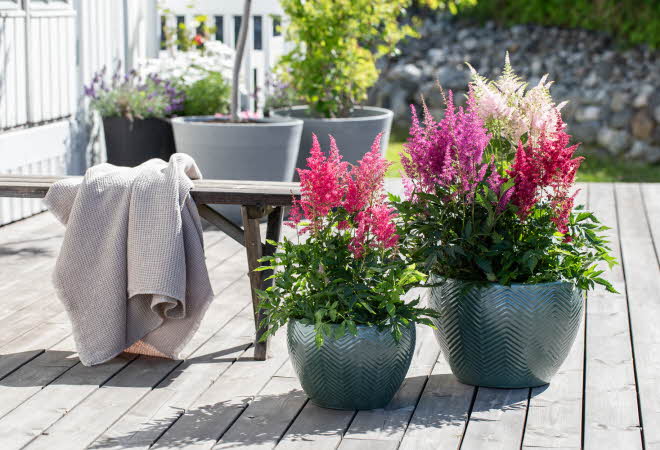 To store blomsterpotter med rosa og lilla blomster på en treterrasse.