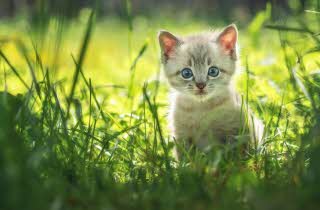 katt i en blomstereng