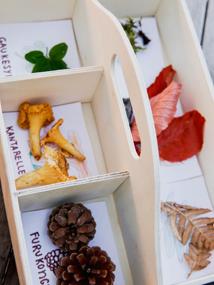 kasse med forskjellige arter av sopp, blader o.l.