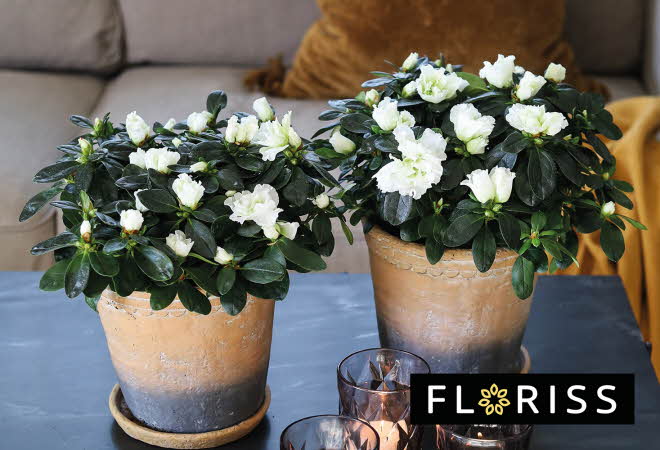 Bilde av blomster