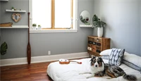 Et soverom med en lav seng som har en hund og en ukulele på seg