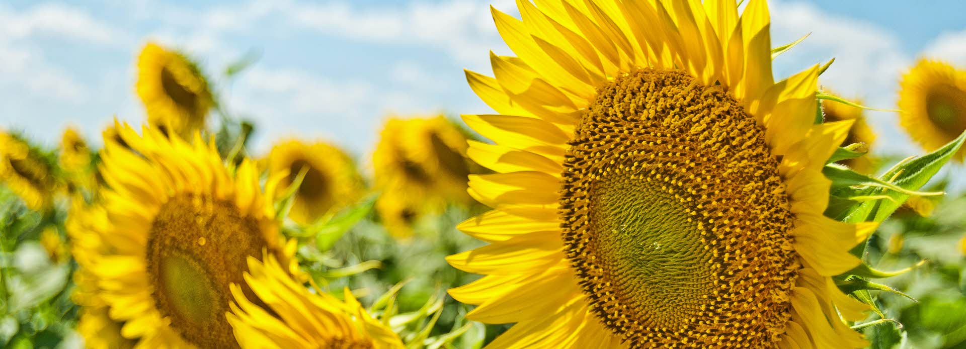 Sommer på Romerikssenteret