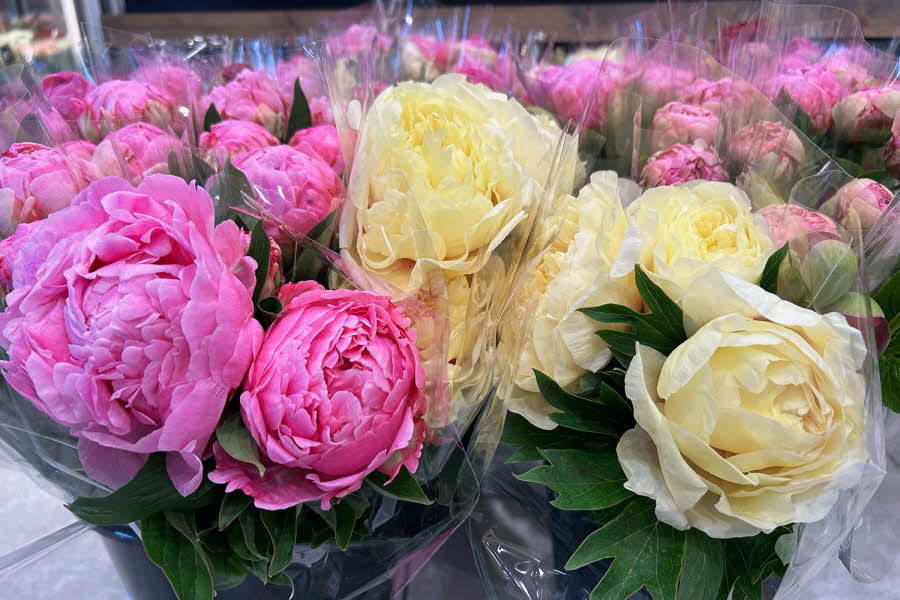rosa og hvit peoner