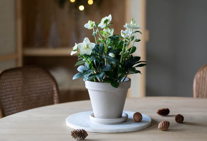 En potte med Helleborus som står på et bord