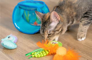 bilde av en katt med katteleker