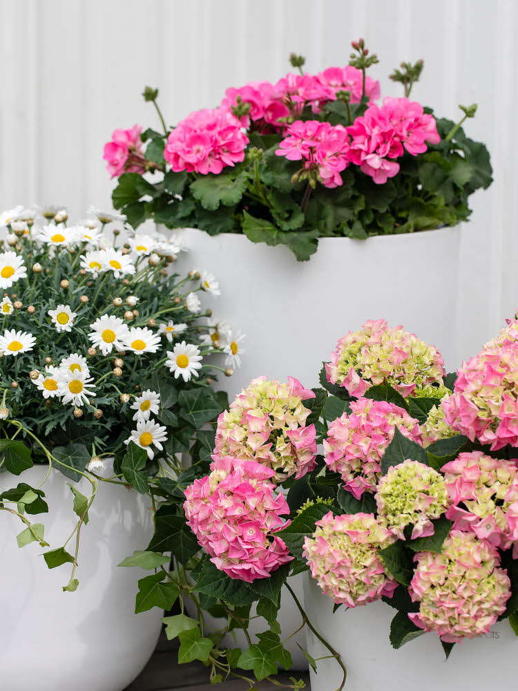 Blomster i potter