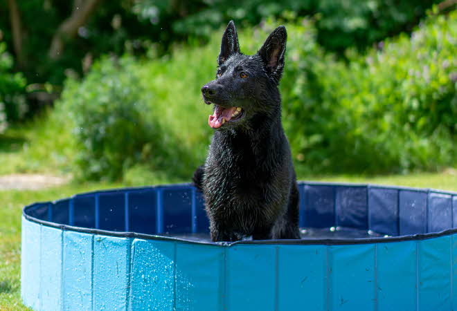 Bilde på en hund i badebasseng