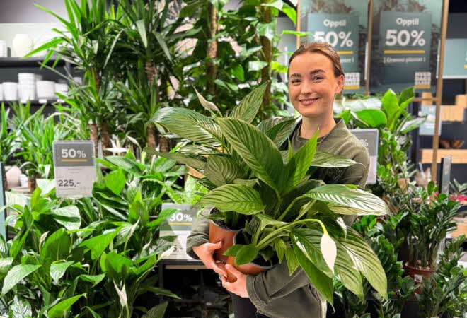 En smilende dame som holder en stor grønnplante