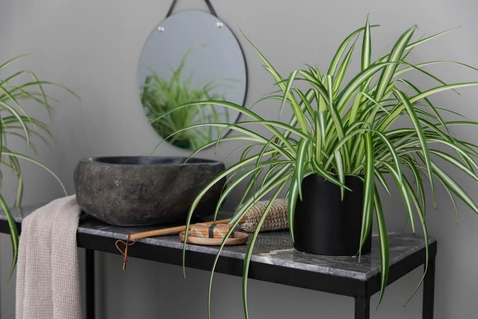 Grønnpotteplante på en benk