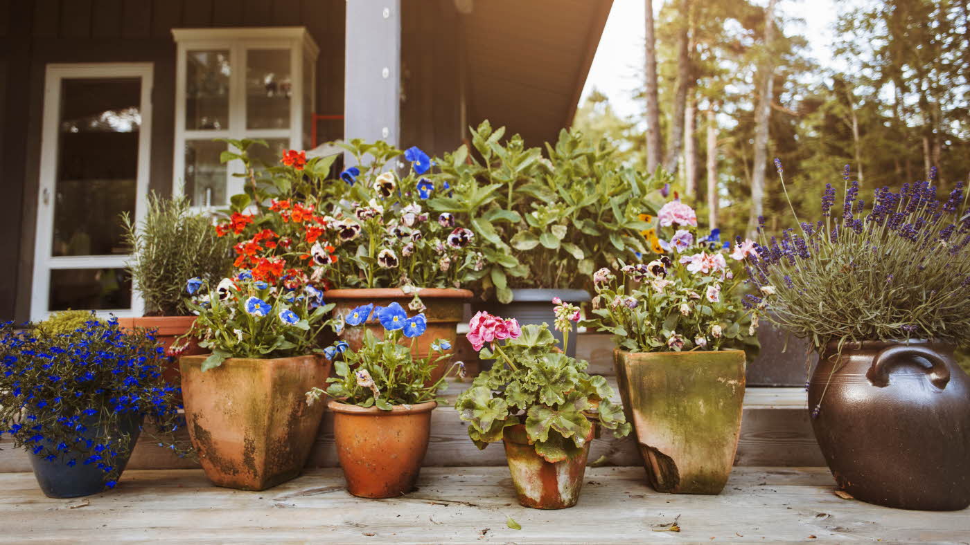 Blomster i krukker på terrasse