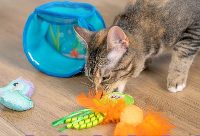 bilde av en katt med katteleker