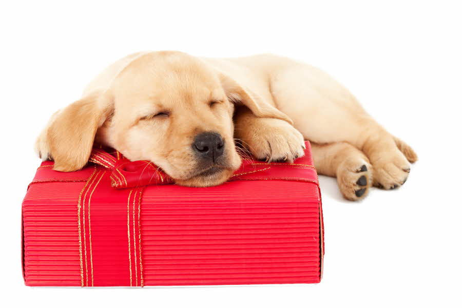 Hund sover oppå en pakke