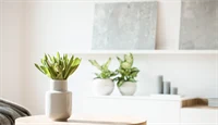 En lite bord med en plante på, med en hylle med planter og et par bilder i bakgrunnen