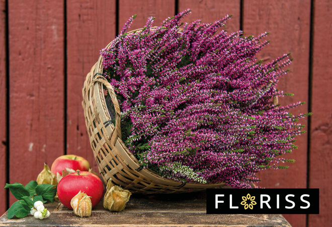 bilde av en blomster