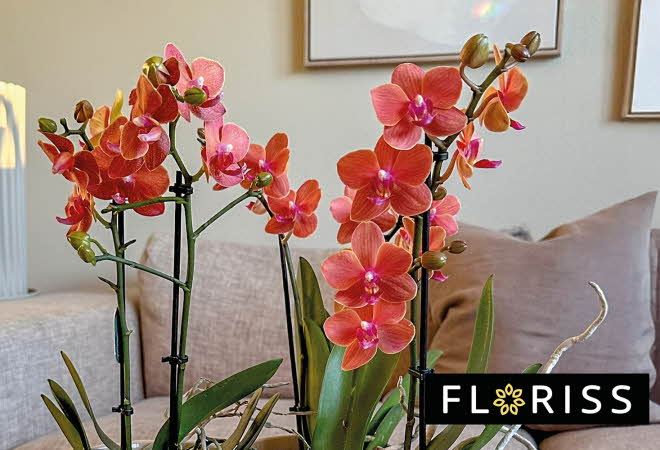 To orkidé multiflora som står foran en grå sofa