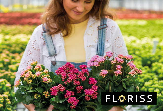 dame som holder i rosa og røde blomster