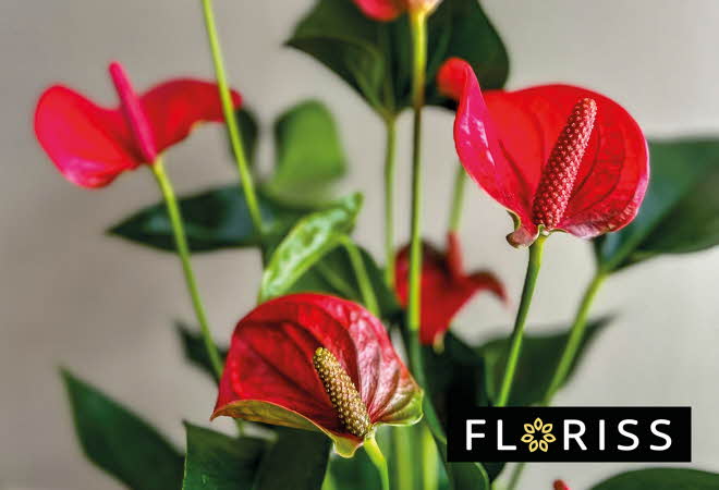 Nærbilde av en rød anthurium blomst