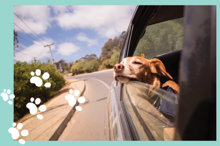 Det kan bli opp til 80 grader i en bil i solen, så pass ekstra godt på de pelskledde vennene våre i varmen!