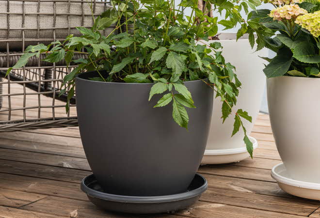 En grå og to hvite blomsterpotter med grønne planter på en terrasse.
