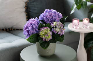 Hortensia fra Mester Grønn på et stuebord