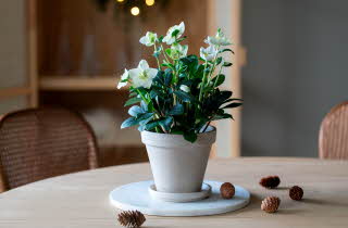 Helleborus Christmas Carol i potte