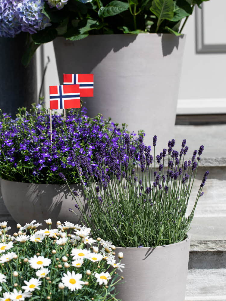 Blomster fra Mester Grønn