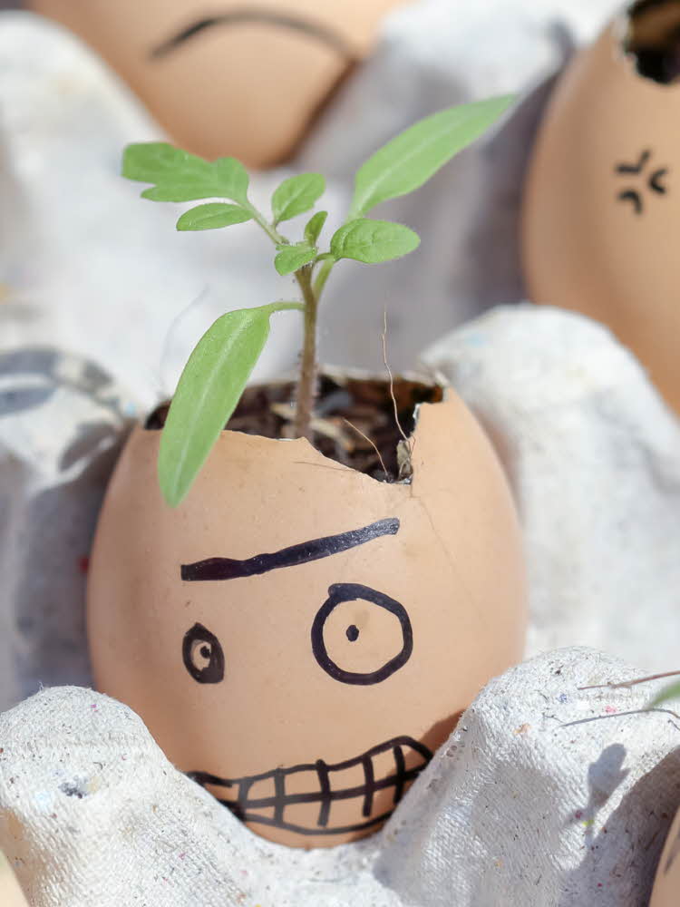 Egg med karse og tegnet på ansikt