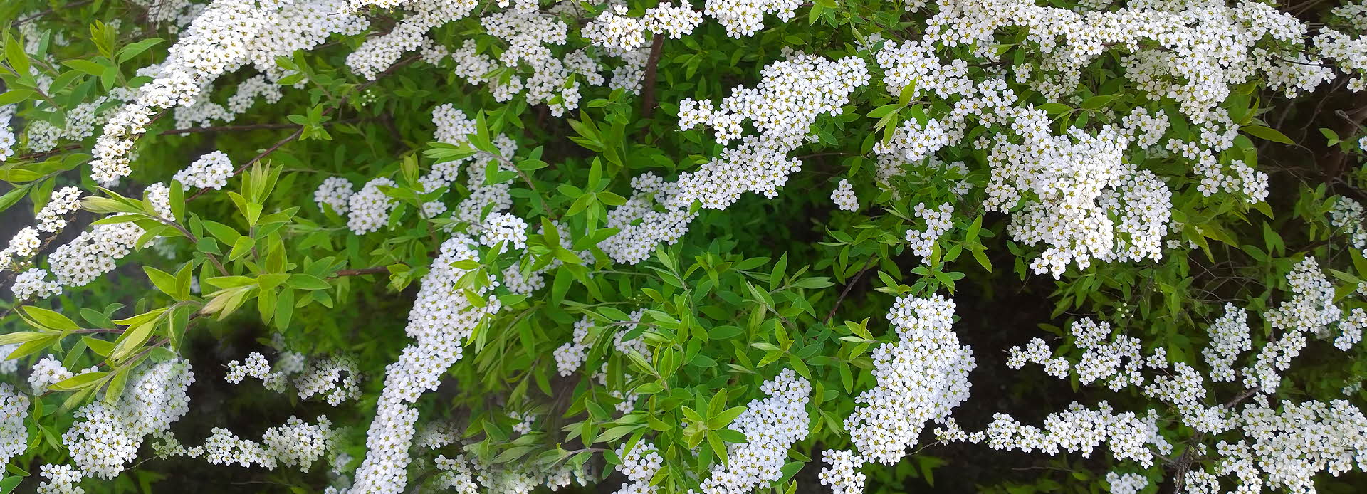 hvite og grønne blomster