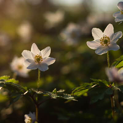 Grace Asiatisk Butikk