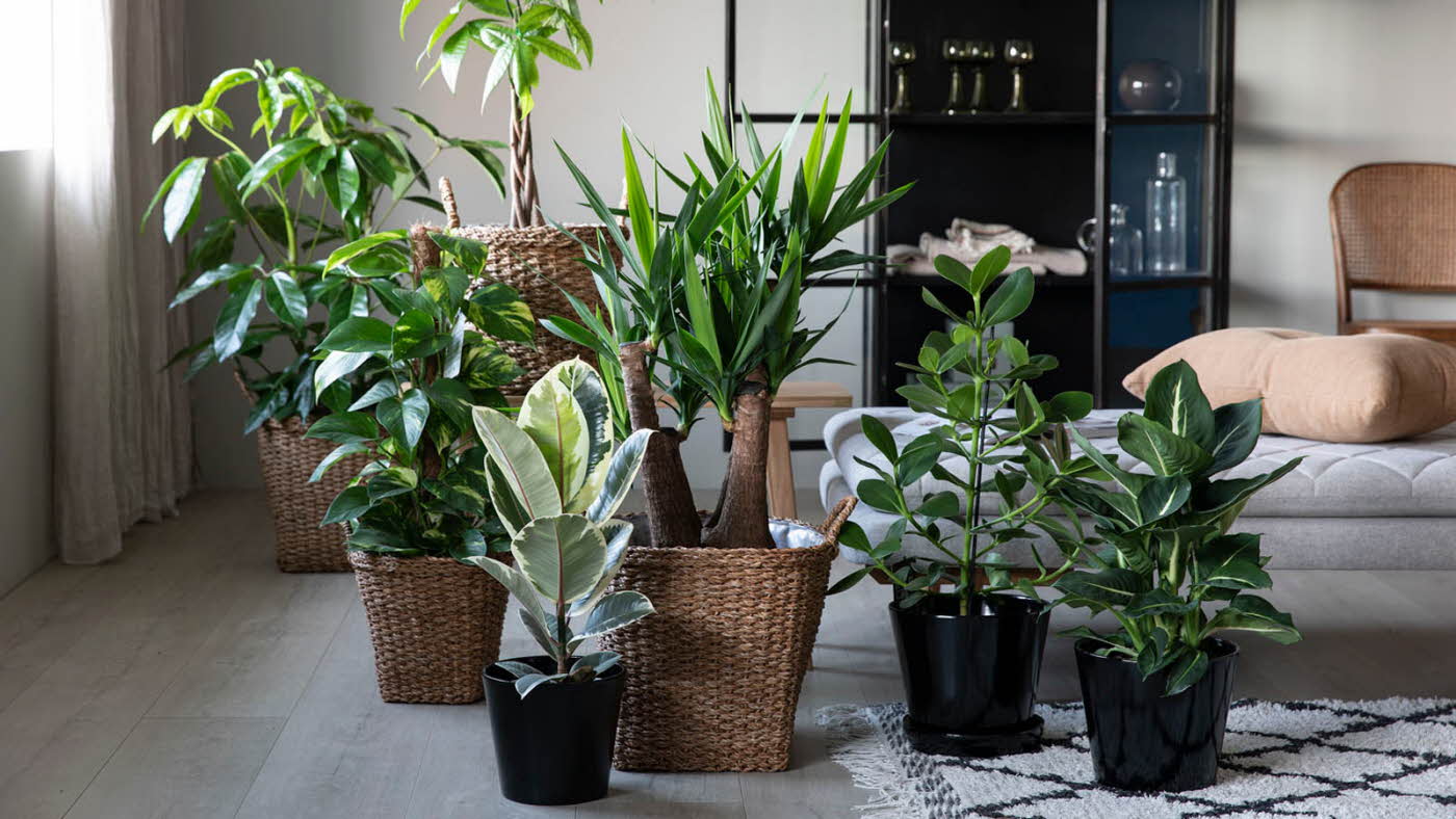 grønnplanter i fine potter i stue