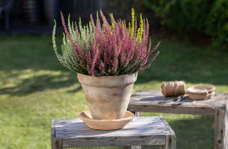 Terrakottapotte med fargerik calluna-plante på et trebord utendørs.