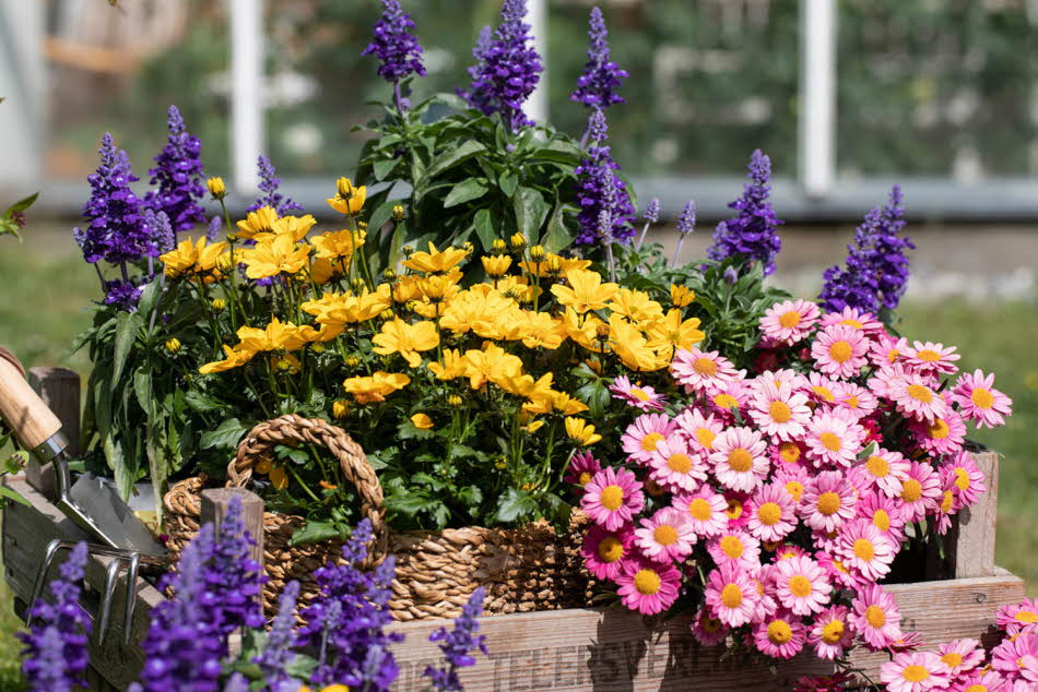 Blomster i potter
