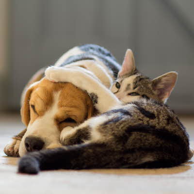 Hund og katt som ligger på gulvet. Katten holder poten over hundens hode.