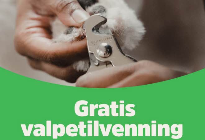 Gratis valpetilvenning kloklipp