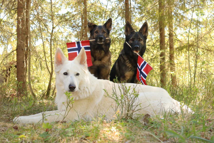 Tre hunder ute i skogen med norgesflagg