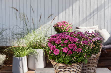 Blomster i krukker