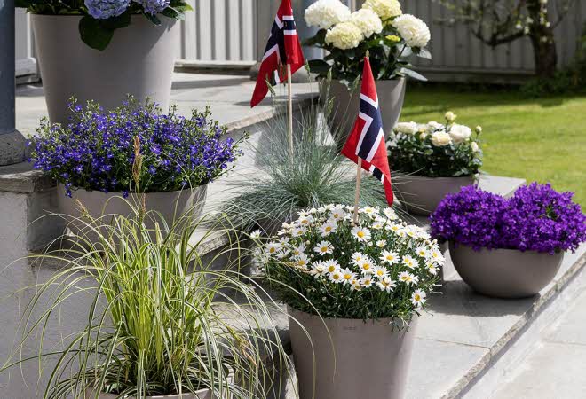 Mestergrønn 17 mai