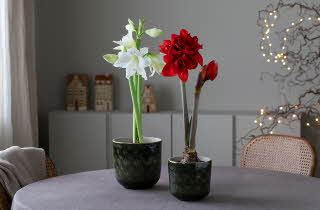 To potter med Amaryllis som står på et bord