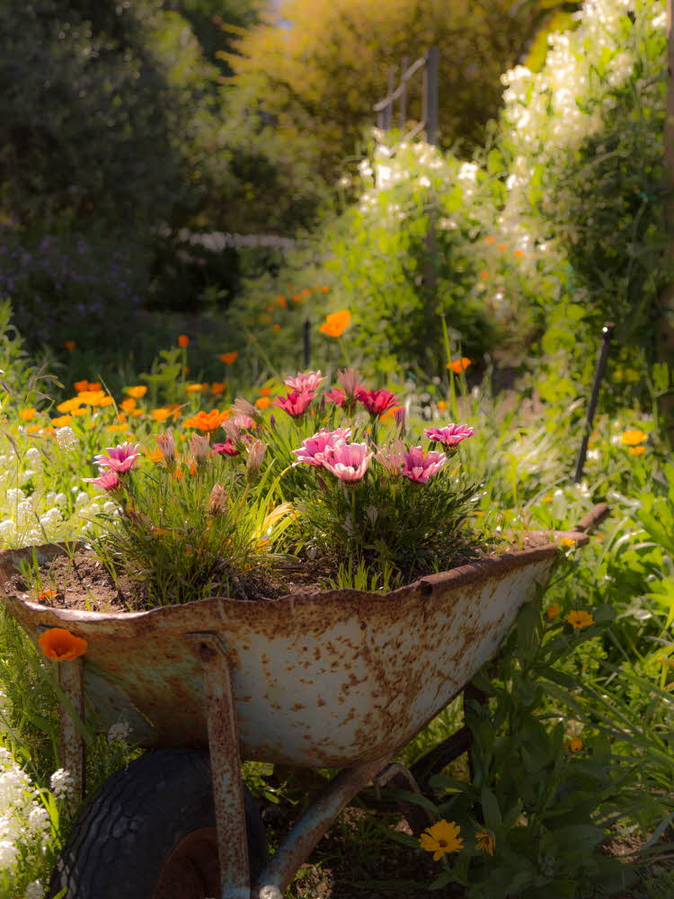 Gammel rusten trillebår med fargerike blomster oppi