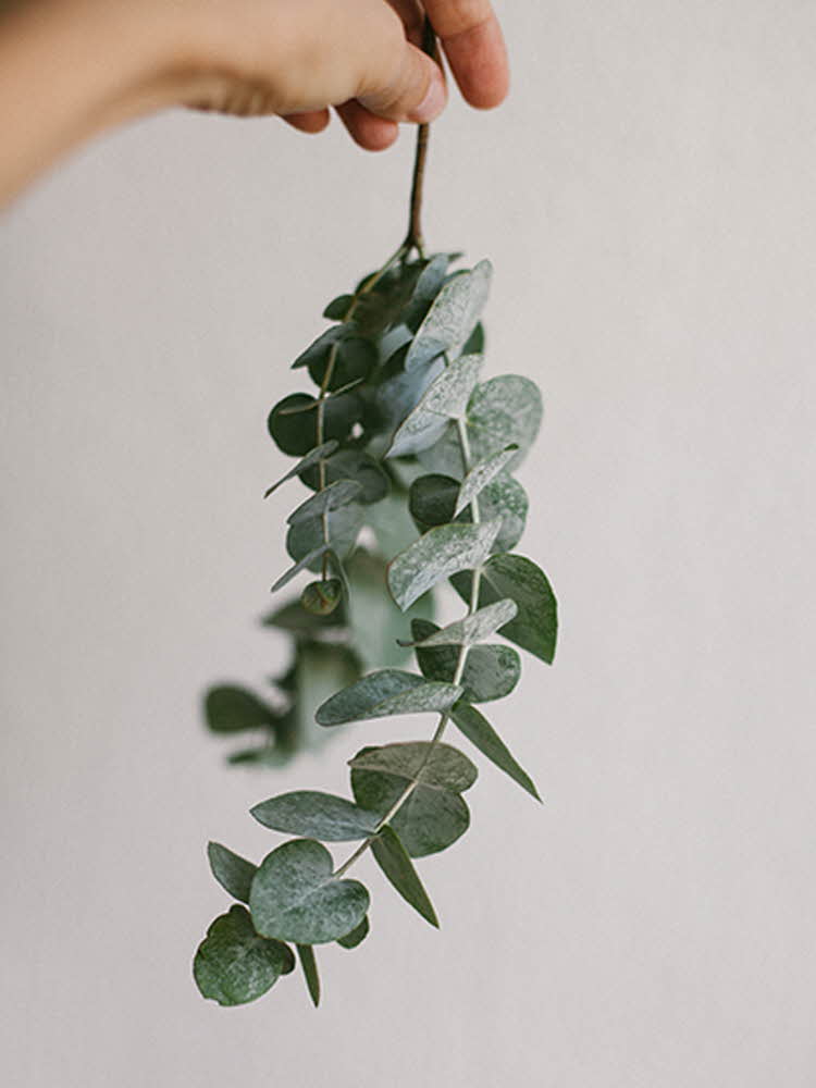 En kvist med eukalyptus holdes opp ned mot en vegg