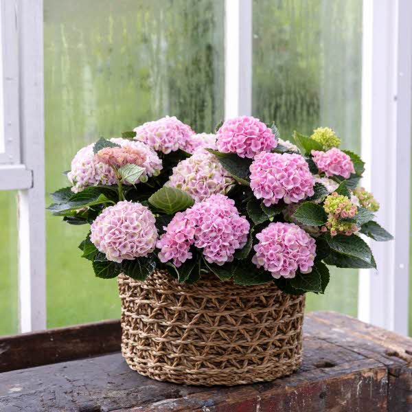 rosa blomstrer i en kurv