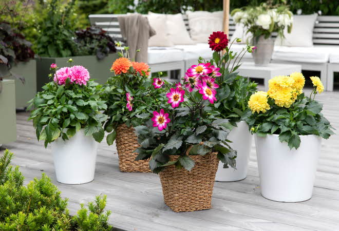 Fargerike blomster i potter på en terrasse.