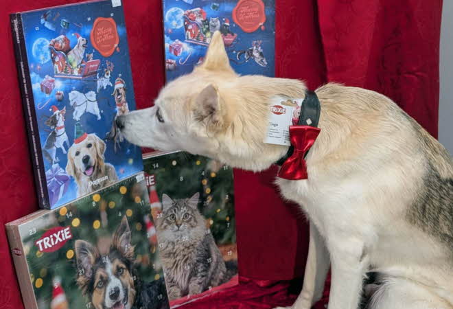 Hund som lukter på julekalender til hund