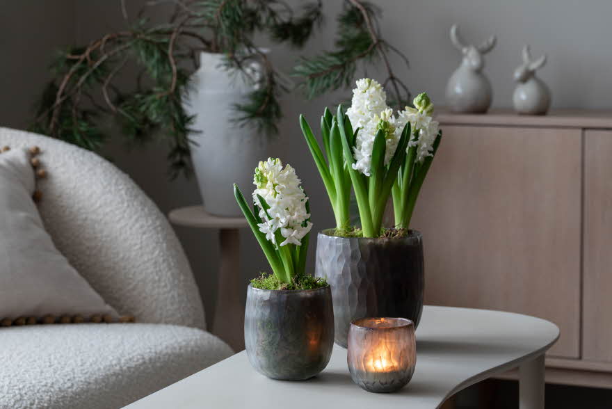 To potter med svibler på et sofabord