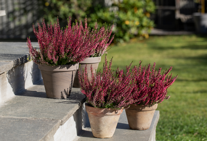 bilde av en plante som heter Lyng