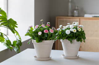 hvite og rosa blomster i hvit potte