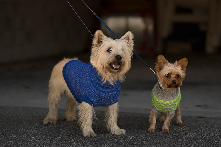 hunder med gensere