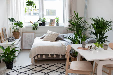 En studenthybel innredet med grønne planter