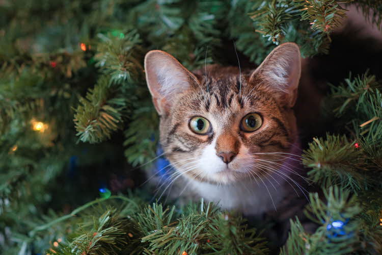 En katt som stikker hode sitt ut av et juletre